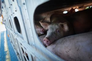 Jo-Anne McArthur / We Animals