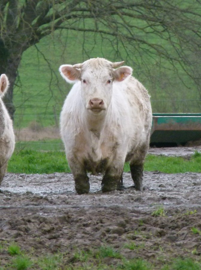 Maltraitance animale animaux de ferme