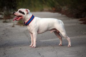 staffordshire-bull-terrier