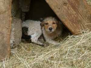 animal abandonné